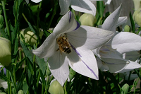 Bumblebee