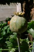 Stink bug
