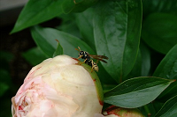 Wasp
